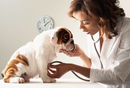 dog-at-vet