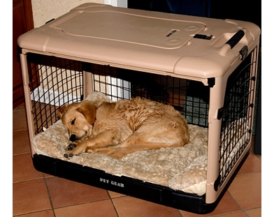 dog-in-crate